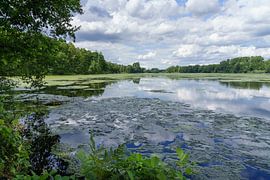 Teich mit Algen von Ted Boots