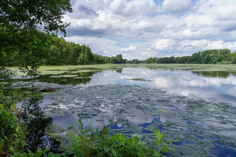 Teich mit Algen von Ted Boots