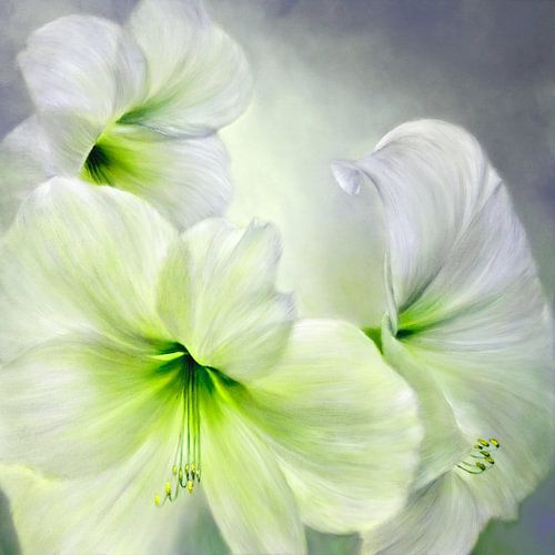 Hvid amaryllis