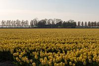 Veld met gele tulpen in gouden avondlicht.