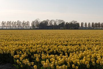 Veld met gele tulpen in gouden avondlicht. van Ralph Rozema