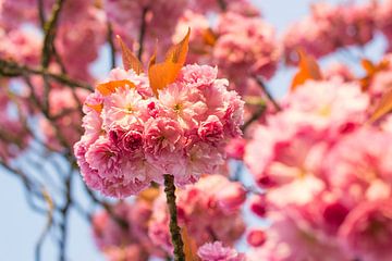 Roze bloesem in de lente van Jeantina Lensen-Jansen