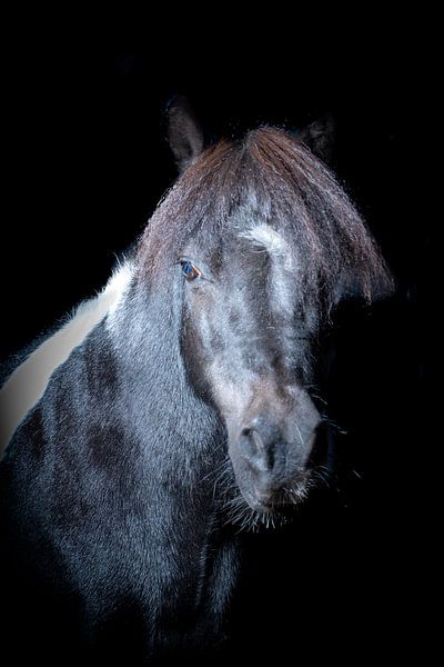Horses by Maaike Krimpenfort