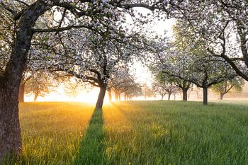 Morgensonne und Bodennebel über Streuobstwiesen im Frühling.