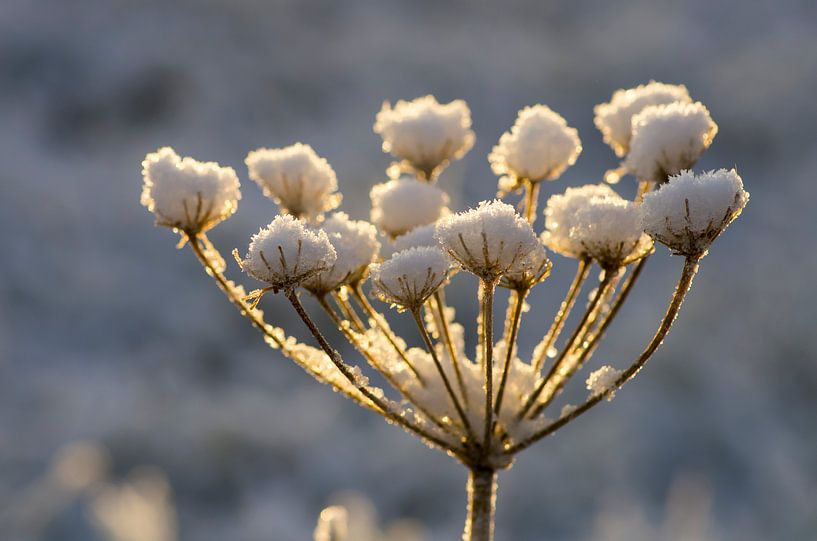 fleur d'hiver par Laura Weijzig