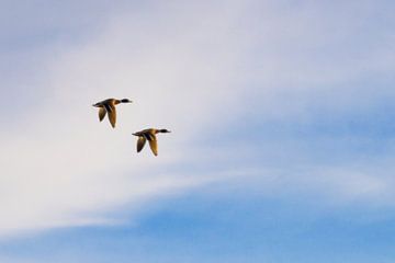 Wilde eenden in volle vlucht van Sjoerd van Staveren