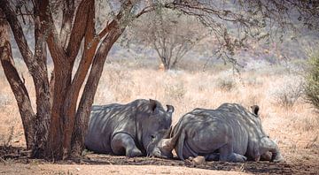 Rhino in Namibia, Africa
