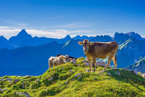 Allgäu brown cattle
