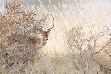 Daim dans les dunes sur Ria van den Broeke