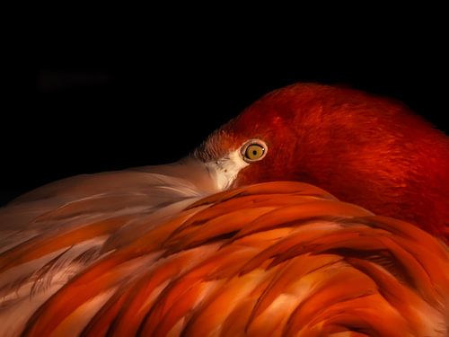 Flamingo (Lady in Red)