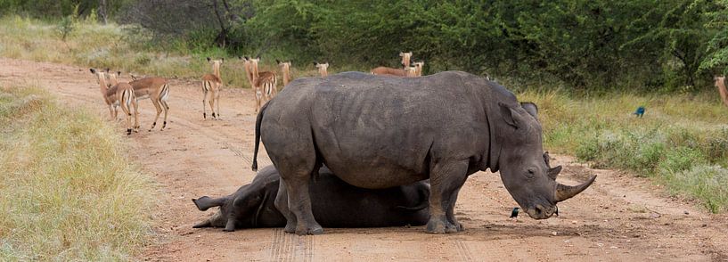Wegblokkade, Kruger Park Zuid Afrika von Chris van Kan