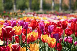 Tulpenfeld von Hilda booy