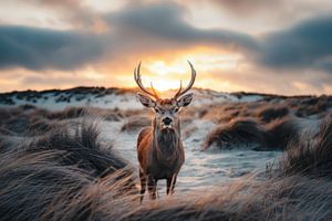 Porträt eines Rehs in den Dünen der Niederlande