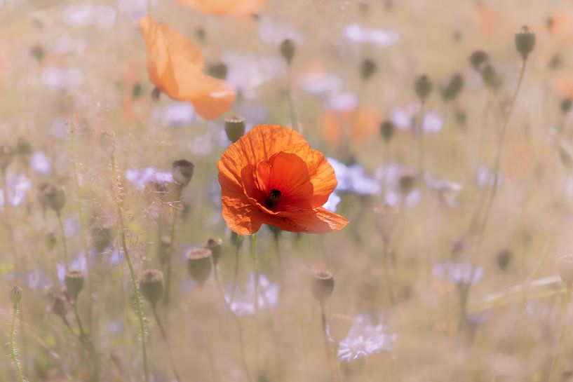 Mohnblumen im Kornfeld von Kurt Krause