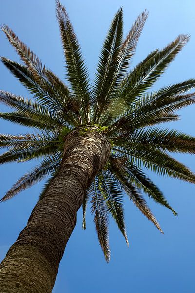 Palm tree by Evelyne Renske