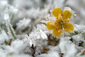 Eisblume