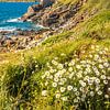 Felsküste mit Margeriten am Pointe de Bihit, Trébeurden, Bretagne von Christian Müringer
