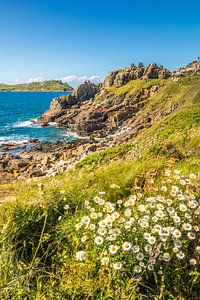 Felsküste mit Margeriten am Pointe de Bihit, Trébeurden, Bretagne