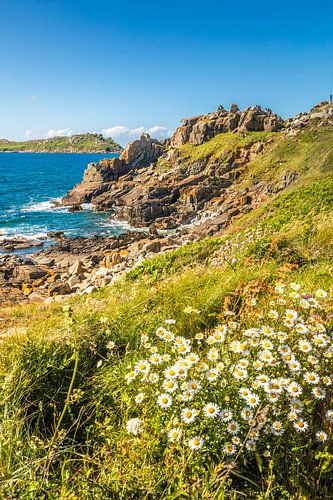Felsküste mit Margeriten am Pointe de Bihit, Trébeurden, Bretagne von Christian Müringer