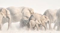 Ellies in Bewegung