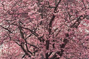 Bloesems