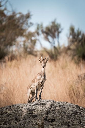 Steenbok op Uitzichtpunt Waakzaam in het Licht