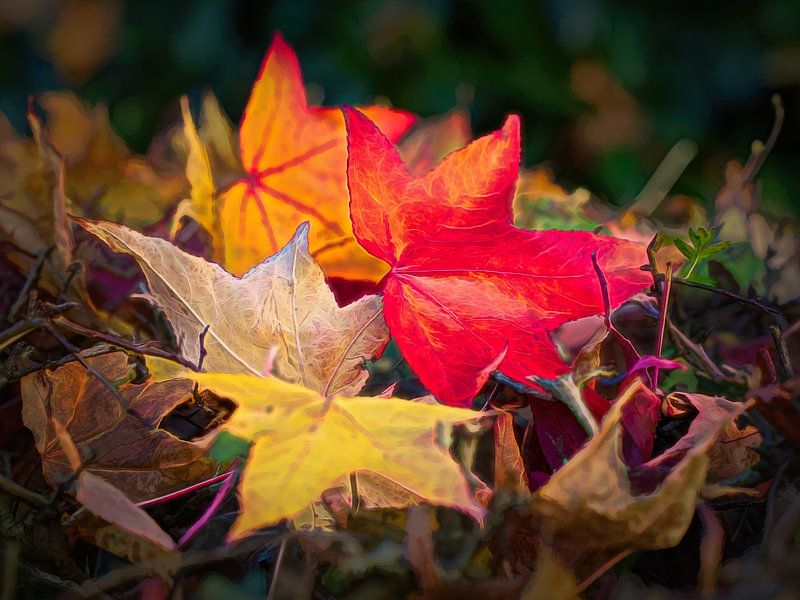 Herfstbladeren van Rob Boon