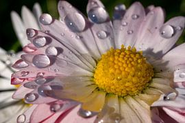 Gänseblümchen im Detail von Andreas Müller