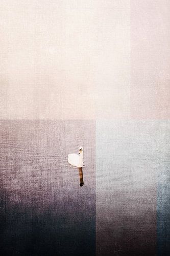 Schwan im Wasser mit bunten Flugzeugen