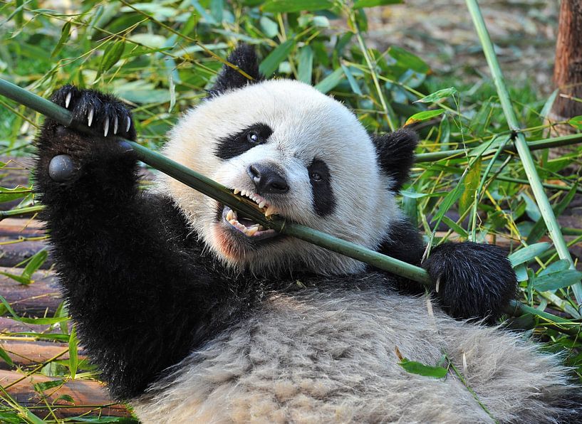 Kungfu-Panda (Riesenpanda oder Riesenpandabär) von Chi