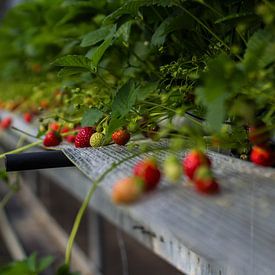 Erdbeeren im Gewächshaus - Food Photography von Ashkan Mortezapour Photography