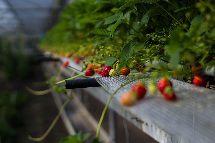 Fraises dans la serre - Photographie d'aliments par Ashkan Mortezapour Photography