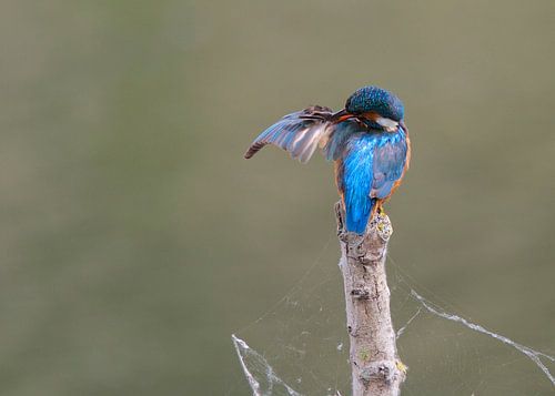 IJsvogel by Thijs Schouten