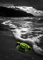 Neon schildpad bij de zee
