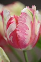 Quiet Pink | A beautiful tulip with in its leaf various colors