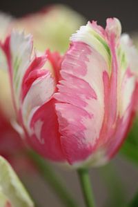 Rustig Roze | Een mooie tulp met in zijn blad diverse kleuren van Wil Vervenne