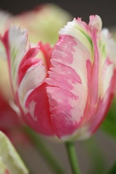 Rustig Roze | Een mooie tulp met in zijn blad diverse kleuren zoals wit, zachtroze en groen van Wil Vervenne