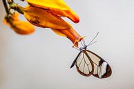 Glasswing butterfly - Papillon de la Glasswing par Albert Beukhof Aperçu