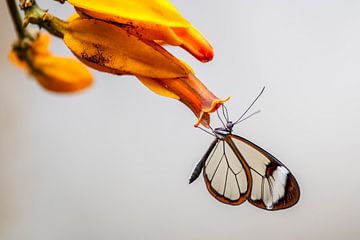 Glasswing butterfly - Glasswing butterfly by Albert Beukhof