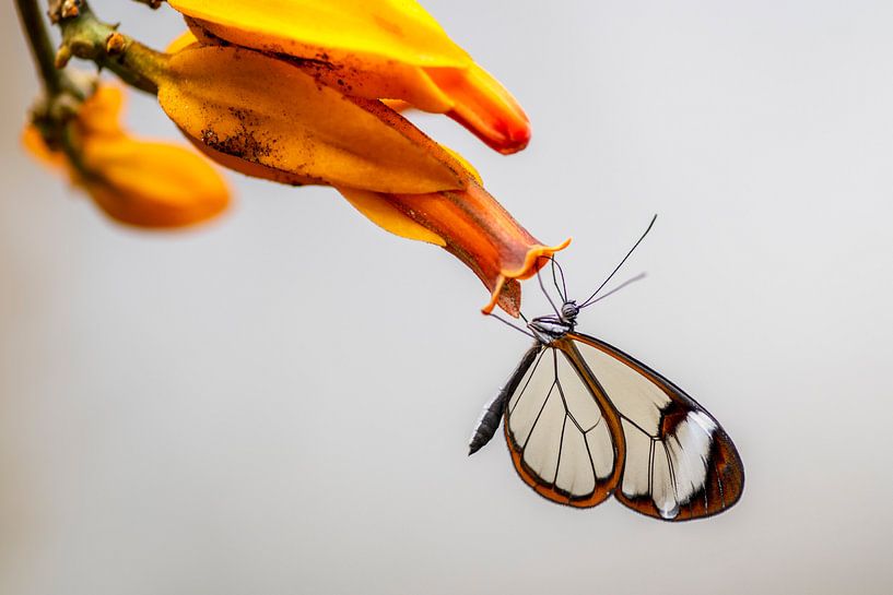 Glasswing butterfly - Papillon de la Glasswing par Albert Beukhof
