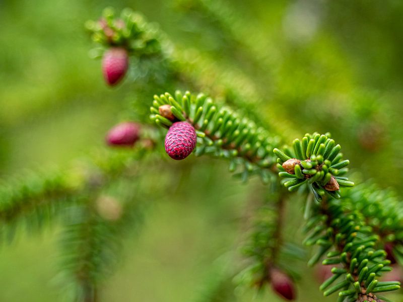 Pink pine cones by Stijn Cleynhens
