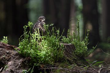 afhankelijk... Buizerd *Buteo buteo*, jonge roofvogel van wunderbare Erde