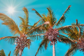 Palm trees on La Palma by C. Nass