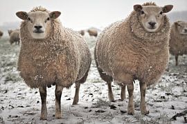 gebroeders schaap in de sneeuw von Matthijs Temminck