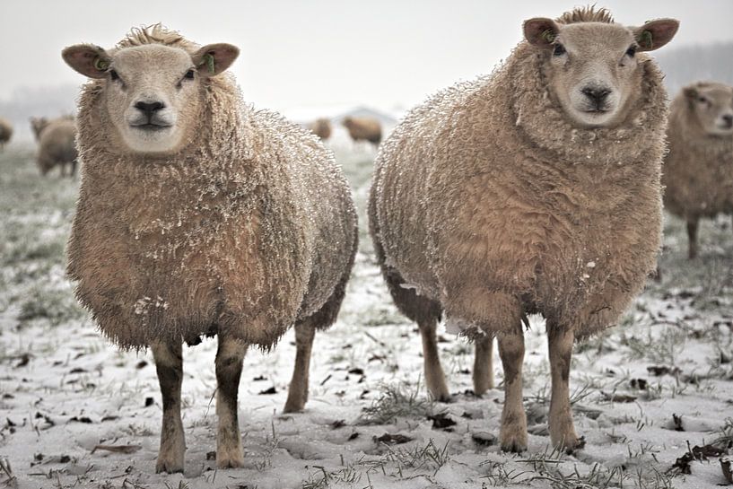 gebroeders schaap in de sneeuw by Matthijs Temminck