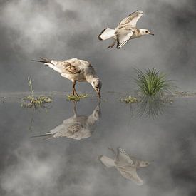 Gulls by Cora Deutekom