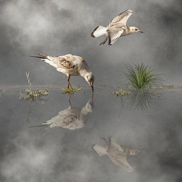 Storm Meeuwen van Cora Deutekom