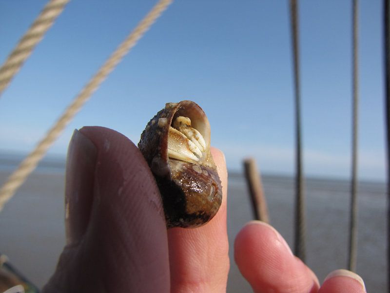 Het zit 'm in de kleine dingen von Nan van Elburg