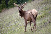 Hirsch (Kanada Rocky Mountains Wildtiere)