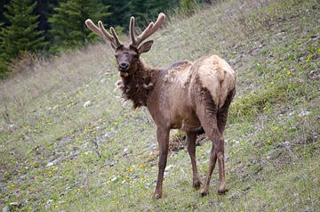 Hirsch (Kanada Rocky Mountains Wildtiere) von Ohana